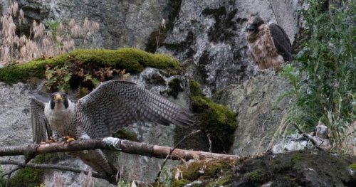 Fraser Valley quarry work near rare peregrine falcon nest worries conservationists