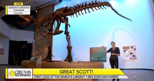 Scotty the T. Rex featured on ‘CBS This Morning’