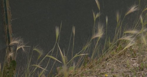 Saskatoon guide released to help control potentially threatening weed for dogs - Saskatoon | Globalnews.ca