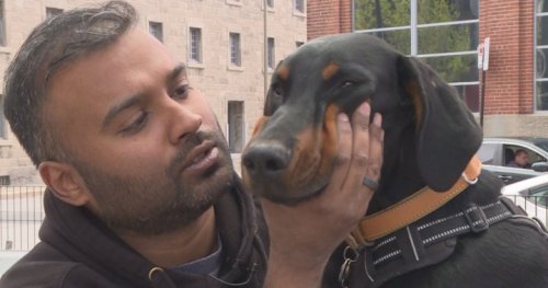 Montreal man says he was denied apartment because of therapy dog