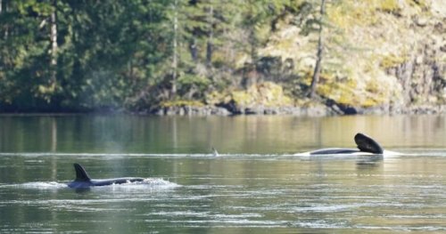 ‘Give it our best shot’: Efforts resume to save stranded orca calf on B.C. coast