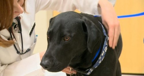 University of Saskatchewan researchers finding connections between cancer in dogs and humans