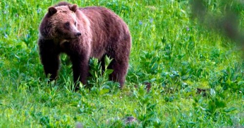 B.C. man attacked by grizzly bear, escapes serious injury: Conservation Officer Service