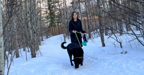 Moose kills dog during walk in Strathcona