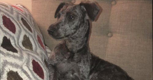 RCMP, animal services investigating after puppy fatally mauled near Surrey dog park