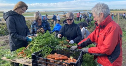 Calgary seniors donate ‘absolutely phenomenal’ harvest to food bank - Calgary | Globalnews.ca