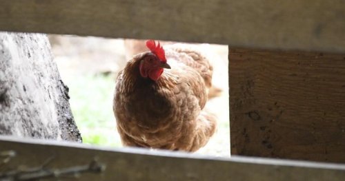 Avian flu found in Fraser Valley commercial poultry flock