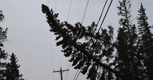 Overnight winds knock out power, fell trees in areas of southern Alberta