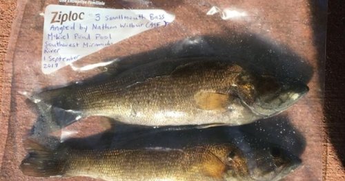 New Brunswick cottagers withdraw legal bid to stop eradication of smallmouth bass