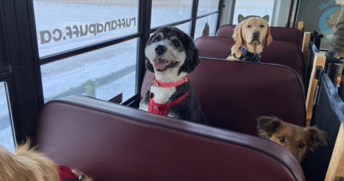 Canine commute to dog park on Calgary school bus making tails wag with delight