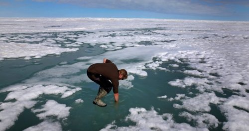 Arctic experiences one of its warmest winters on records, leaving scientists stunned