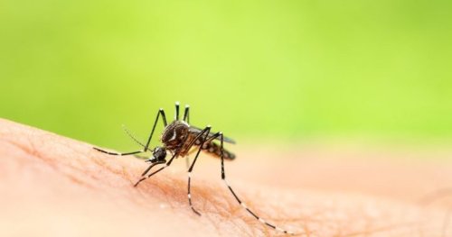 More mosquitoes? Why Canadians could be seeing an uptick this summer and beyond
