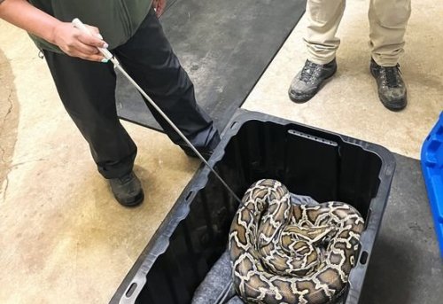 9-foot Burmese python seized from Chilliwack, B.C. home