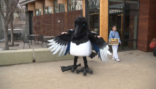 Should Edmonton have an official bird? Voting underway to pick favourite flyer