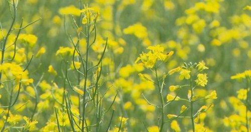 Uplands residents in Regina concerned about site of planned canola-crushing facility