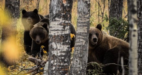 Crowsnest Pass program reminds Albertans to be respectful of bears