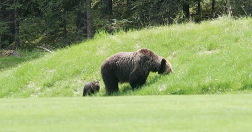 Bear attack in Banff National Park leaves two dead: Parks Canada