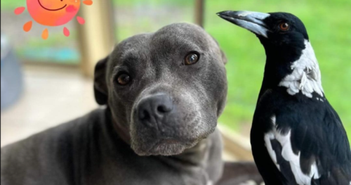 Molly the magpie reunited with dog best friend after public outcry