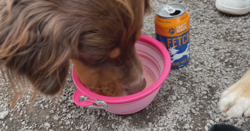 Company launches non-alcoholic beer for dogs, canines ‘crack a cold one’