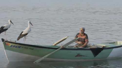 The stork and the fisherman — a real life fable