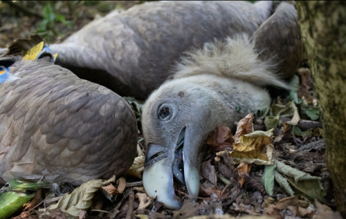Illegal wildlife poisoning depletes Balkan biodiversity, yet only 1% of cases reach court