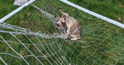RSPCA warning after deer caught in football net in Cheltenham garden