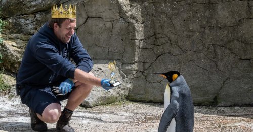 Cotswolds king penguin crowned after winning global title