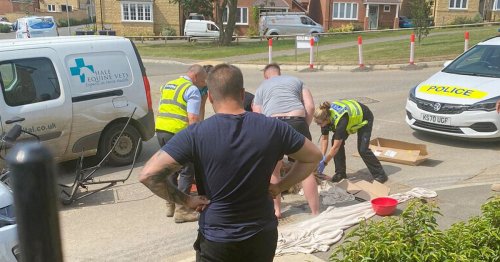Pony reportedly abandoned after fatal crash with car