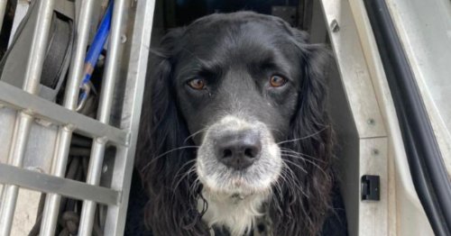 Police dog sniffs out 35 bags of cannabis flushed down Gloucester toilet
