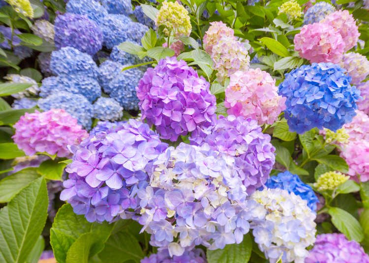 Tokyo Flower Guide: Top 5 Spots to Enjoy Japanese Flowers in June 2021