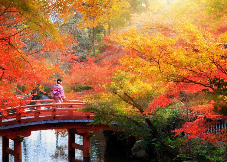 'Like You're In a Painting' – Foreign Visitors React to Magical Fall In Japan!