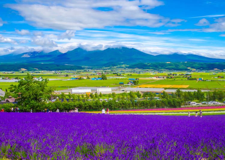 Definitive Travel Guide to Hokkaido: Sightseeing, Transport, Food, and More!