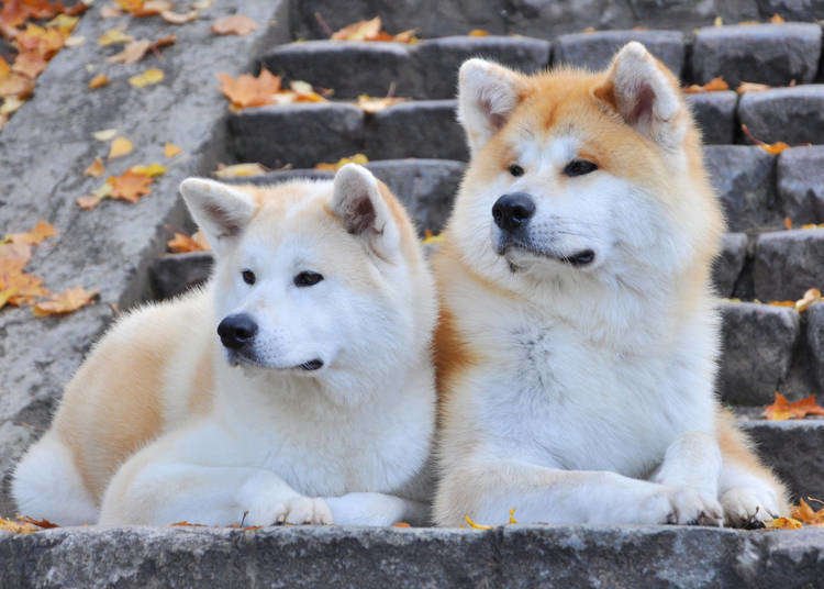 Akita Dogs: The adorable Japanese dog breed that the world cannot help but love!