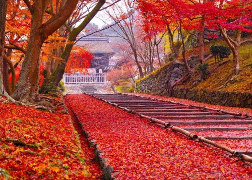 8 Best Places for Kansai in Autumn & Best Times to Visit in 2021