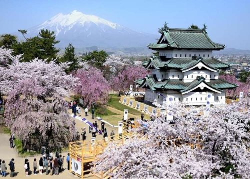 GET READY FOR JAPAN'S CHERRY BLOSSOM SEASON - cover