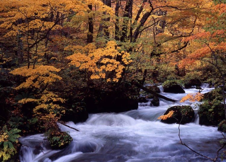 Oirase Gorge is the Unforgettable Day Hike in Japan’s North! (Guide, Access, Sightseeing Tips)
