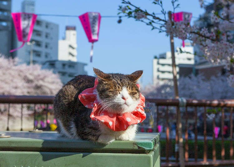 'Don't be a Cat Pooper!' Weird & Hilarious Japanese Animal Phrases We Don't Have in English