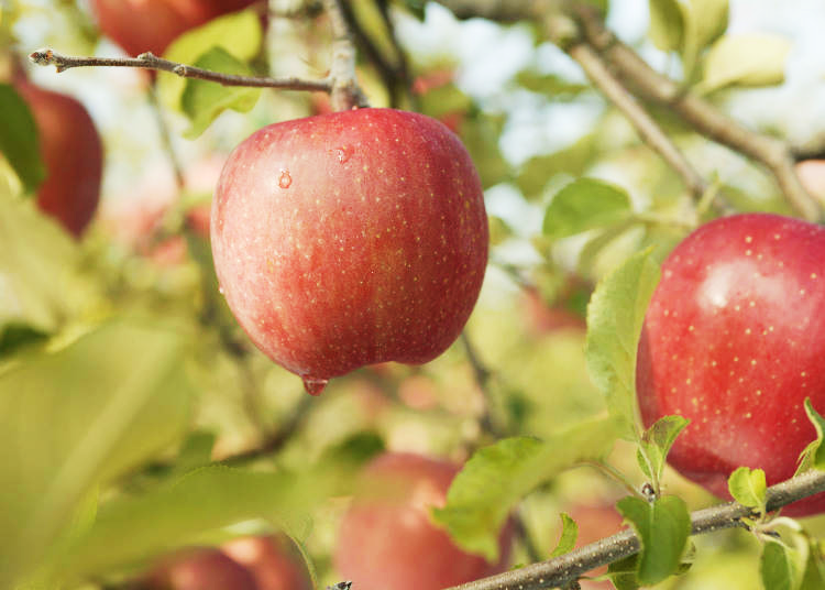 Amazing Aomori Apples: Top 5 Local Desserts and Sweets Made From Aomori’s Famous Fruit!