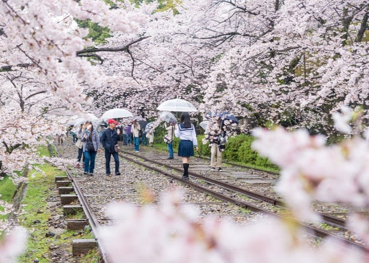 Kyoto Cherry Blossom Guide 2024: Top 10 Spots to See Sakura & Dates to Plan Your Visit