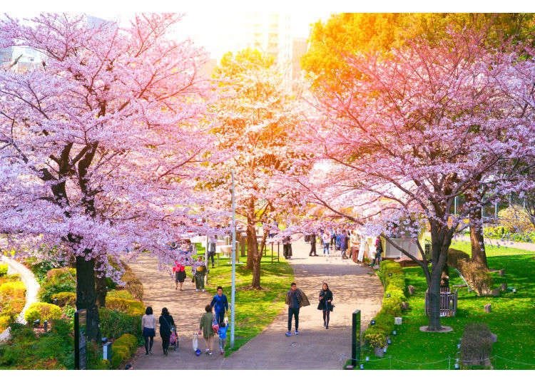 Cherry Blossoms in Tokyo: 12 Best Places for Sakura in 2023