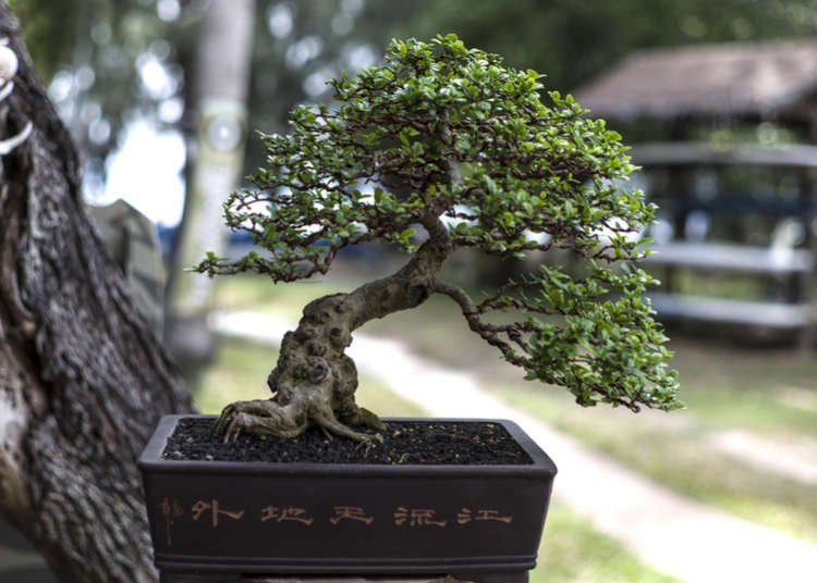Million-Dollar Bonsai!? Japan's Curious World of Tiny Trees Revealed - cover