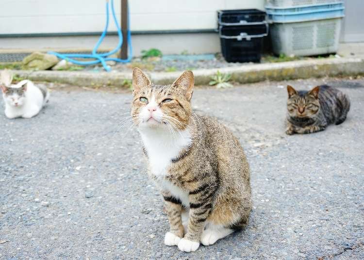 Tashirojima Island: Visiting Japan's Cuddly Cat Island Watched Over by the Cat God