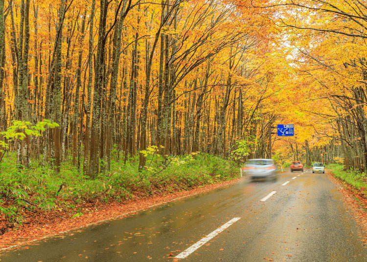 Ultimate Aomori Fall Road Trip: 2-Day Drive Through 5 Gorgeous Fall Foliage Spots!