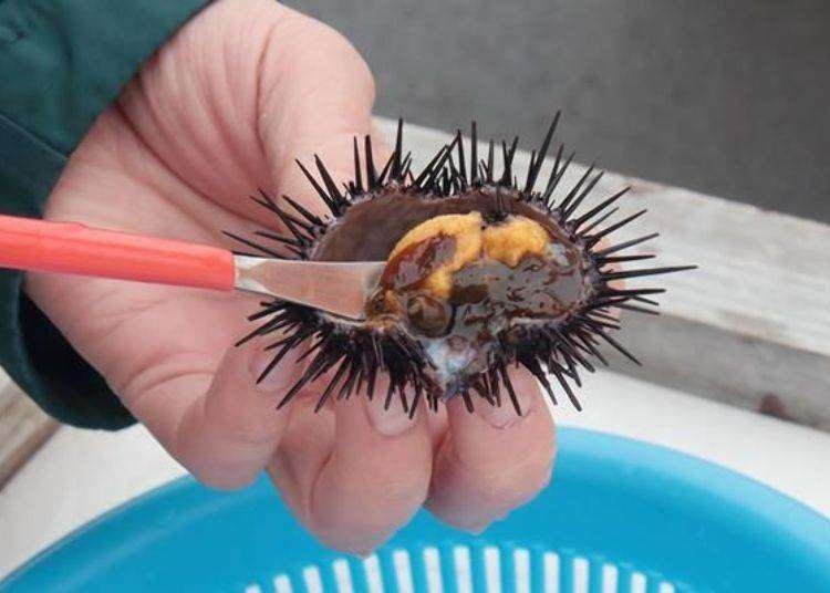Where to Eat Wild Hokkaido Sea Urchin: Incredible $10 'Uni' Sashimi Experience on Rishiri Island!