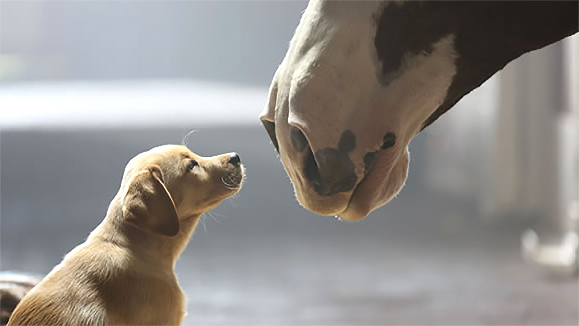 Amazon, Google, Budweiser and the most expensive Super Bowl commercials ever
