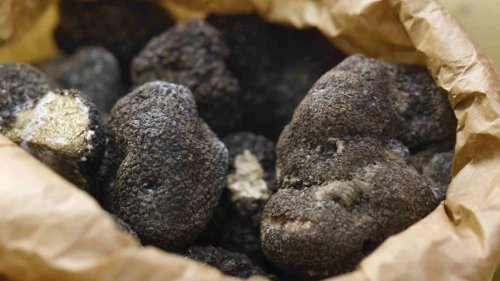 Conosciamo il vero Tartufo