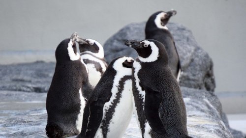 Facebooks Bolt beschleunigt den Linux-Kernel deutlich