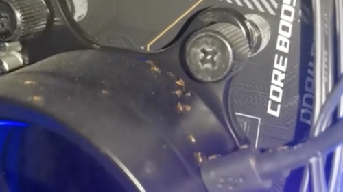 Ameisen befallen PCs und fressen Wärmeleitpads