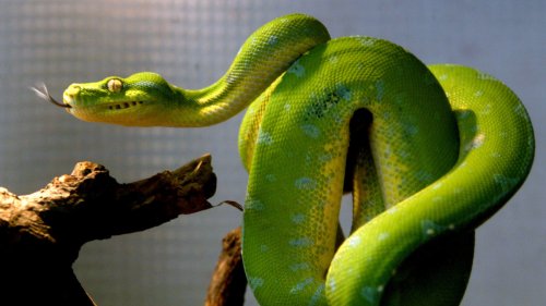 Plan für schnelleres Python führt zu ersten Erfolgen