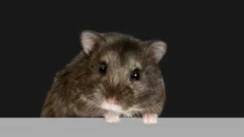 Hamster handelt mit Kryptowährungen und schlägt Aktienindex